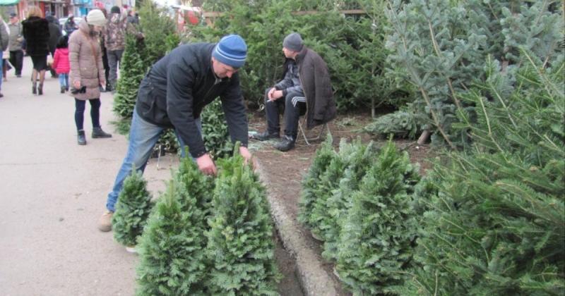 В Україні спостерігається суттєве падіння обсягу продажу новорічних ялинок, ‒ повідомляє 