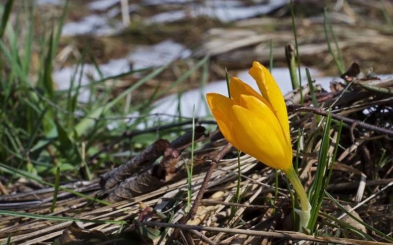 Весна неочікувано змінить свої плани: сьогодні температура підніметься до +18 градусів, але в декількох регіонах нас чекають несподівані погодні сюрпризи.
