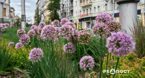 Цвітучий Харків в розпалі літа (фото)