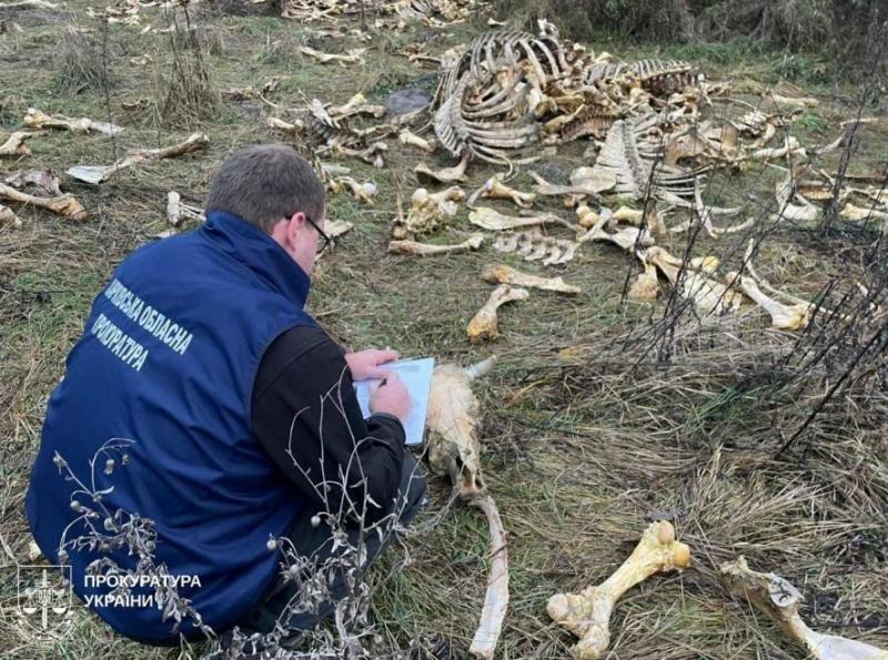 Терикони з останків тварин: у Харківській області виявили значне скупчення тварин, - ФОТО