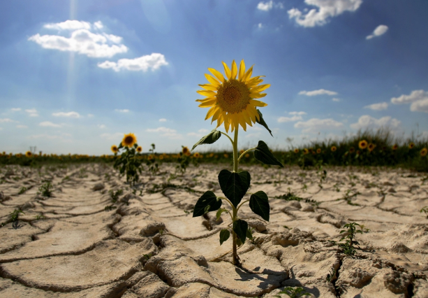Замість снігового покриву — палюче тепло, а замість багатих врожаїв — безводна пустка: Україні настає час кліматичних змін.