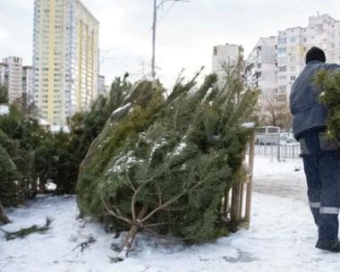 Українці відмовляються від натуральних ялинок: які зміни спостерігаються на ринку?