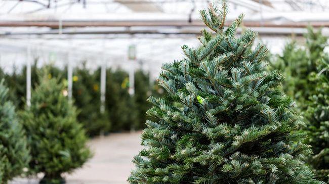 Попит знижується: в Україні швидко скорочується ринок натуральних ялинок - Новини Весь Харків.