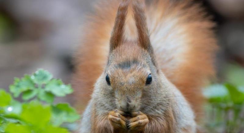 Синоптики прогнозують, що травень в Україні виявиться прохолоднішим, ніж зазвичай.